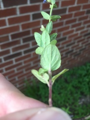 Scutellaria parvula australis
