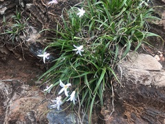 Xerophyta adendorffii