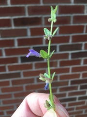 Scutellaria parvula australis