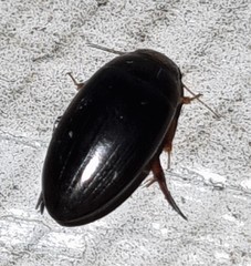 Copelatus clarki