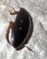 Copelatus clarki