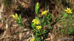 Gnidia styphelioides
