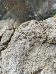 Odontarrhena obtusifolia