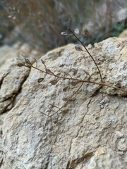 Odontarrhena obtusifolia