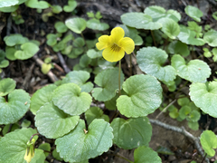 Viola magellanica