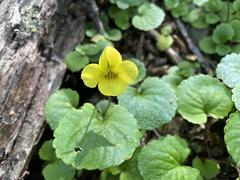 Viola magellanica