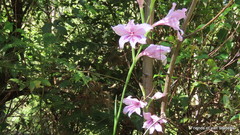 Gladiolus geardii