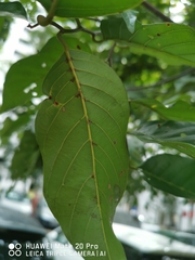 Hopea odorata
