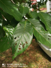 Hopea odorata