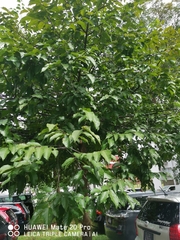 Hopea odorata