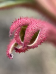 Anigozanthos flavidus