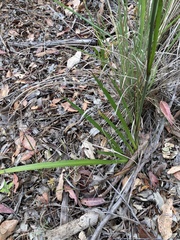 Anigozanthos flavidus