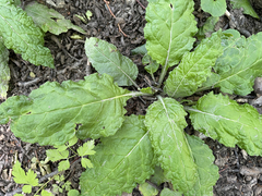 Adenocaulon chilense