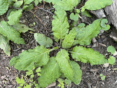 Adenocaulon chilense