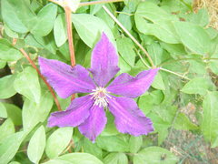 Clematis × jackmanii