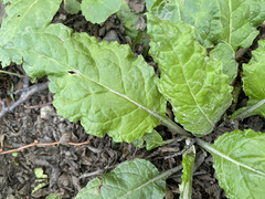 Adenocaulon chilense