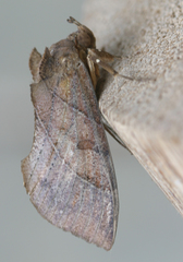 Eudocima cajeta