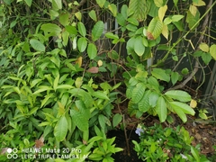 Strophanthus caudatus
