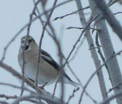 Coccothraustes coccothraustes