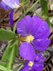 Scaevola calliptera