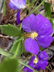 Scaevola calliptera