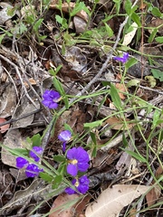 Scaevola calliptera