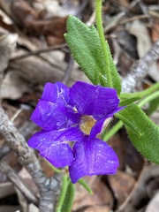 Scaevola calliptera