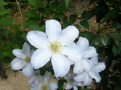 Clematis × jackmanii