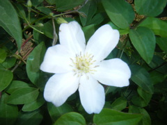 Clematis × jackmanii