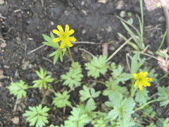 Ranunculus peduncularis