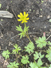 Ranunculus peduncularis