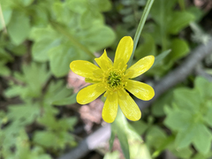 Ranunculus peduncularis