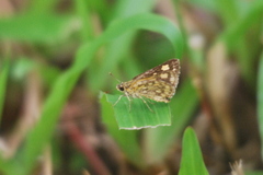 Ampittia dioscorides camertes