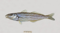 Sillago flindersi