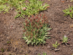 Plantago barbata