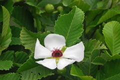 Dillenia philippinensis