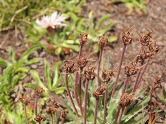 Plantago barbata