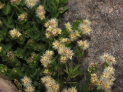 Galium eriocarpum