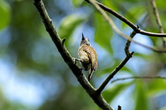 Picumnus exilis pernambucensis