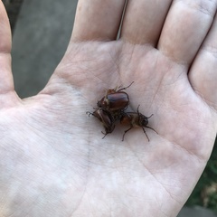 Coleoptera