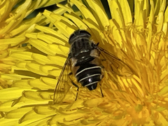 Eristalis croceimaculata