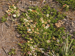Gaultheria caespitosa