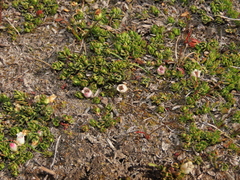 Gaultheria caespitosa
