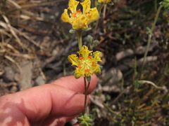 Loasa sigmoidea