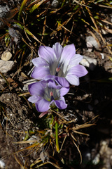 Gentiana szechenyii