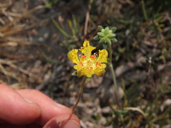 Loasa sigmoidea