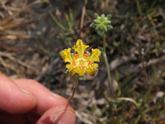 Loasa sigmoidea
