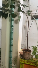 Rhaphidophora peepla