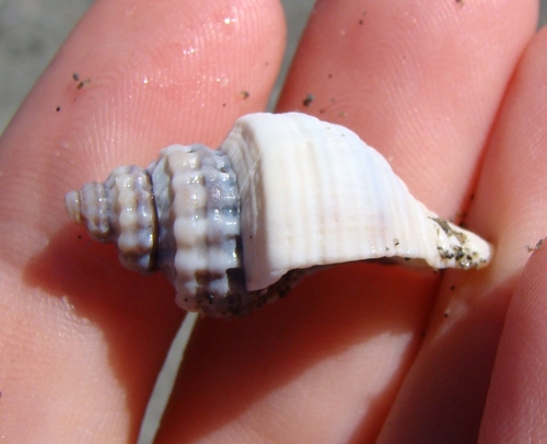 Zeatrophon ambiguus