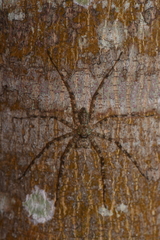 Pandercetes gracilis